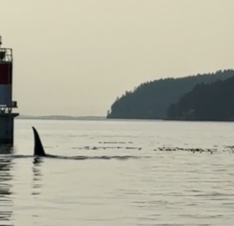 Sidney Whale Watching B&B in Sidney, Canada