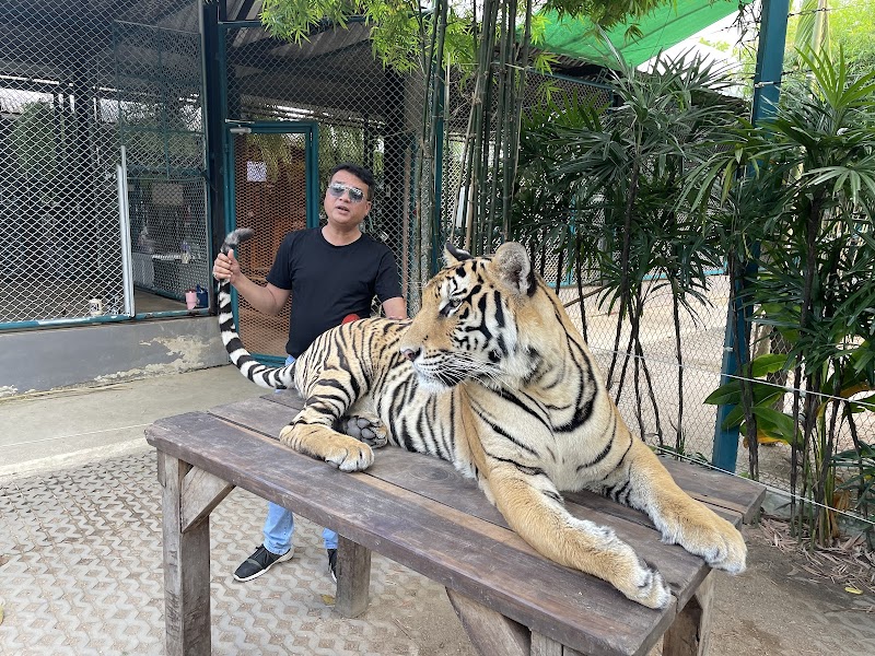 Sriracha Tiger Zoo Resort in Si Racha, Thailand