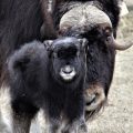 The Musk Ox House