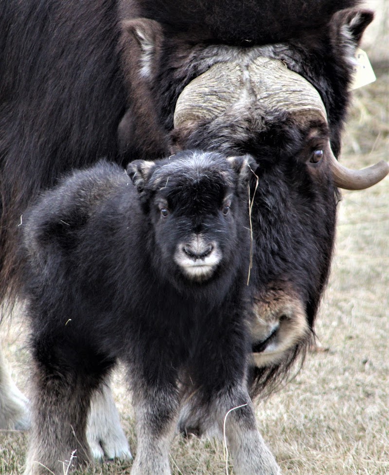 The Musk Ox House in Palmer, Alaska, United States