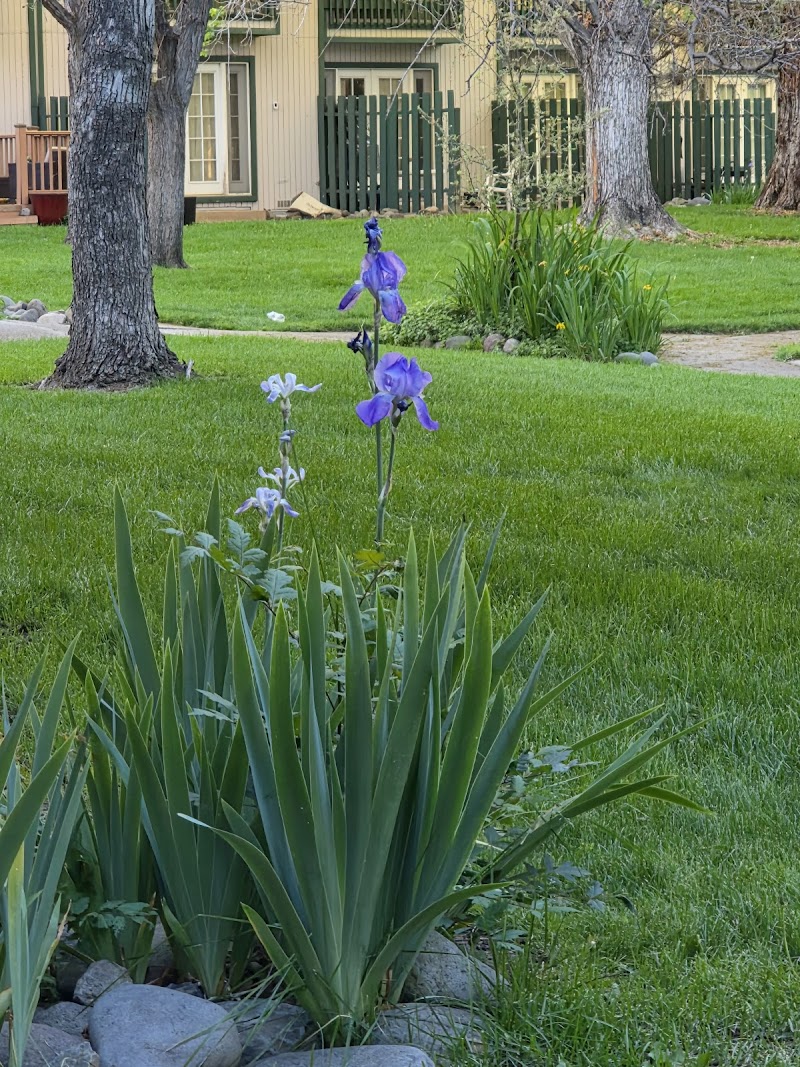 Thunderbird Resort Club in Sparks, Nevada, United States