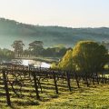 Turners Vineyard Motel