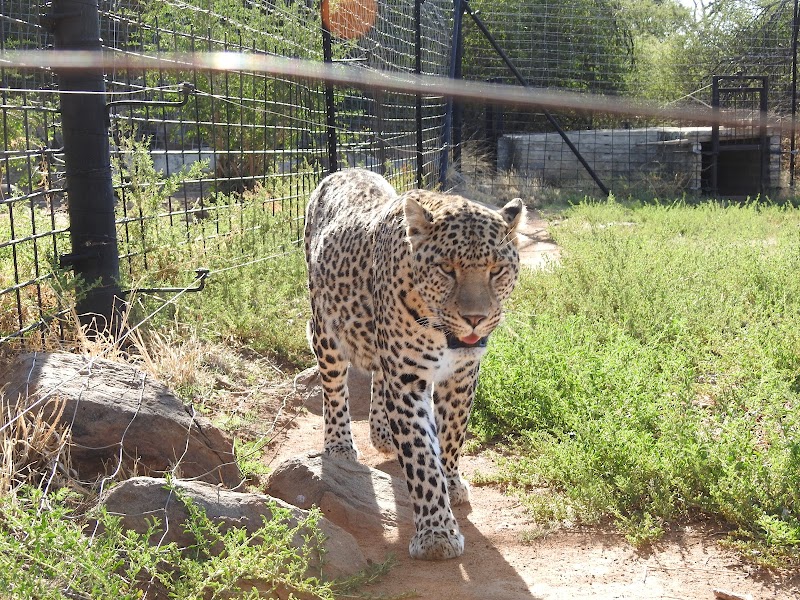 Boskoppie Lion & Tiger Reserve in Kroonstad, South Africa