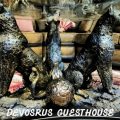 DeVosRus Guest House