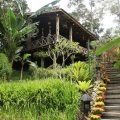 Fig Tree Hill Resort
