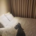 Hotel Crocus