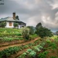 Madulkelle Tea and Eco Lodge
