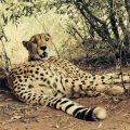 Marakele Animal Sanctuary Lodge