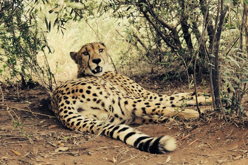 Marakele Animal Sanctuary Lodge in Thabazimbi, South Africa