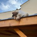 Mosoly Apartman