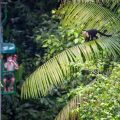 Rainforest Adventure Lodge