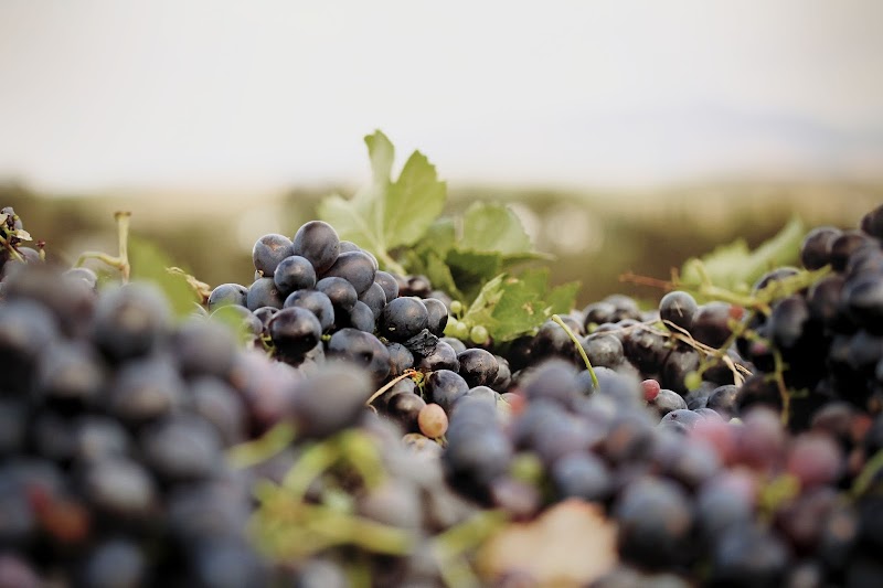 Rietvallei Wine Estate in Robertson, South Africa