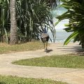 The Cove Lanka