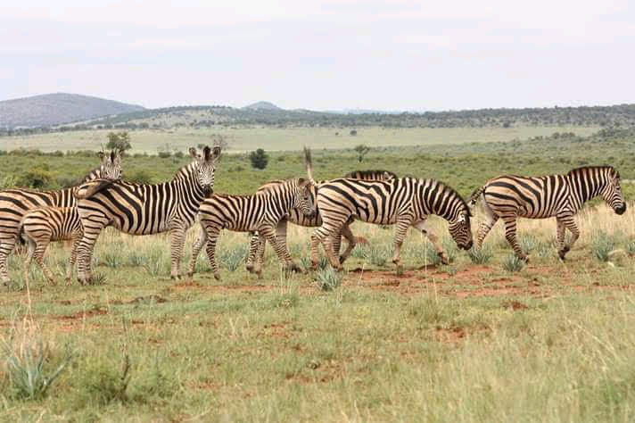 Vinzents in Klerksdorp, South Africa