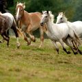 Arrowmont Stables & Cabins