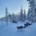Bearhill Husky Lodge