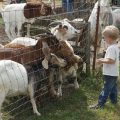 Cabin Creek Farm