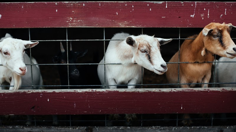 Country Log House Farm Bed & Breakfast in Mount Joy, Pennsylvania, United States