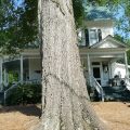 Culpepper House