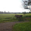 Funkhouser Family Farm – Good Thyme on the Farm