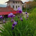 Guest House Panorama 2