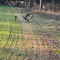 Pineywoods Lodge