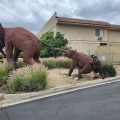 Regency Inn Norco