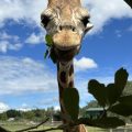 The Giraffe Ranch Bed & Breakfast