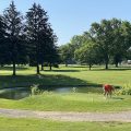 The Pines Golf Club & Lodge