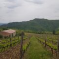 Agriturismo Colognole