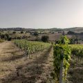Agriturismo Le Lupinaie