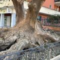 BB Belvedere Sorrento