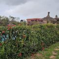 Bougainvilla Guesthouse