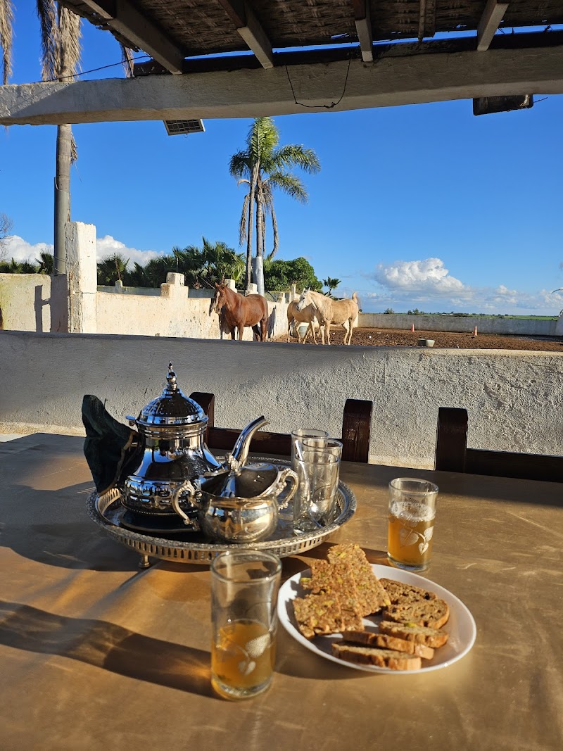 Elaaz Horse Farm in Oulad Rahmoun, Morocco