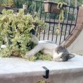 Giardino dei Greci