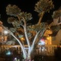 Holiday House Nellina