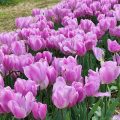 I Tulipani