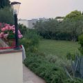 Il Gallo
