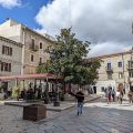 Il Gallo di Gallura