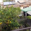 La Corte di Lucina