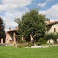 Le Rondini