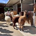 Pirola Music Ranch Guest House