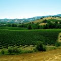 Podere Bianchi