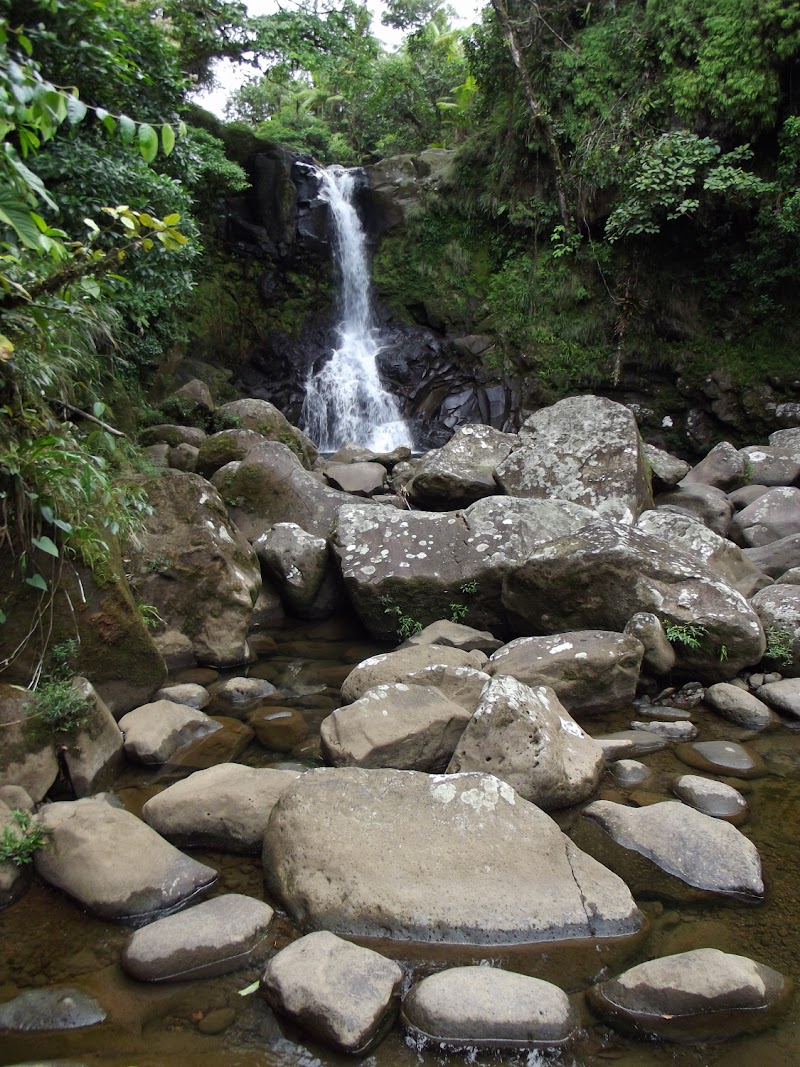 Rara Avis Rainforest Lodge & Reserve in Horquetas, Costa Rica