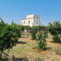 Tenuta degli Agrumi