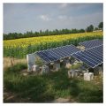 Zola Piccola