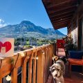 Hoppy Alpaca Hostel