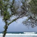 Cokes Surf Camp