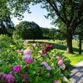 Skanderborg Park