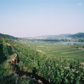 Wein-Gut Hutter